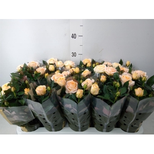 Rosa  'Belami Kordana'