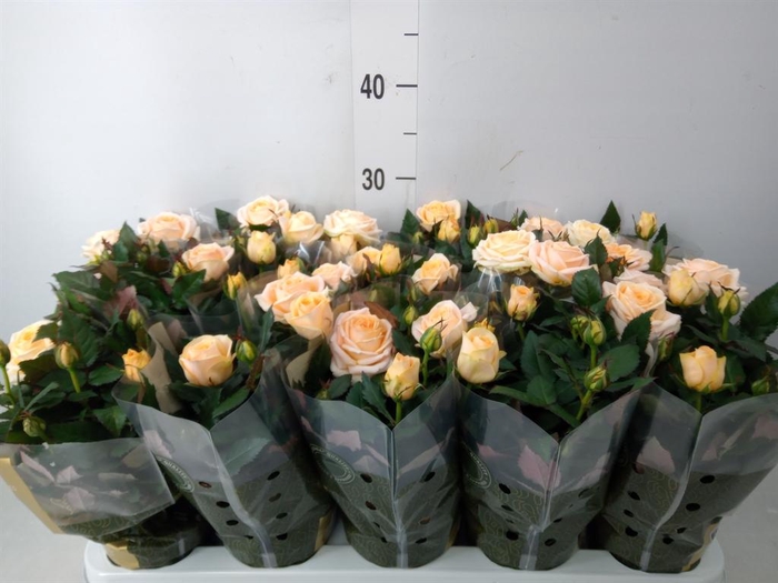 <h4>Rosa  'Belami Kordana'</h4>