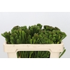 Kaaps Groen Albigreen
