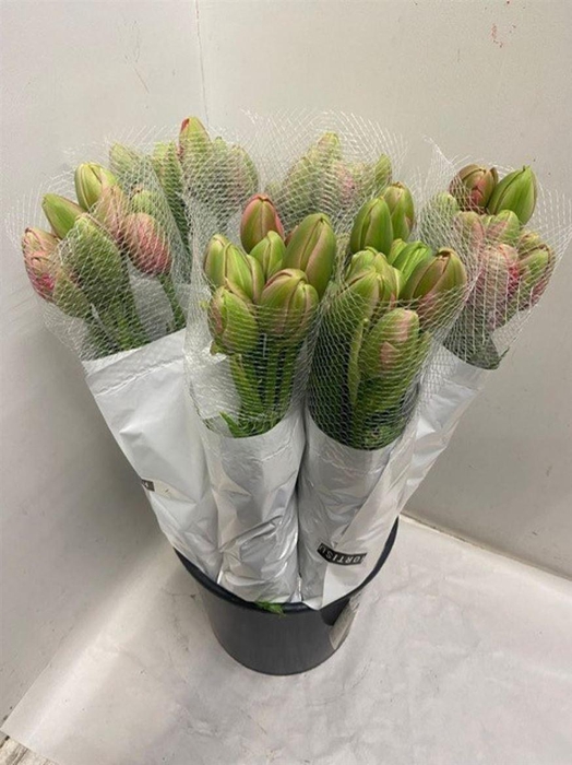 <h4>Tu Du Renown Unique</h4>