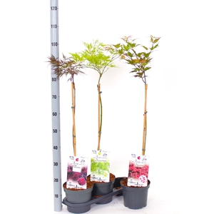 ACER OV