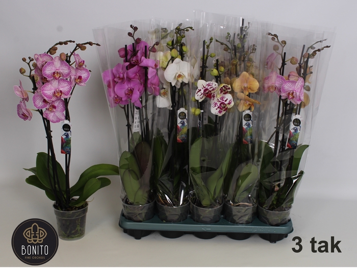 <h4>PHAL GEM 5 KL</h4>