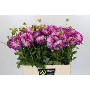 Dahlia Cera Corsage