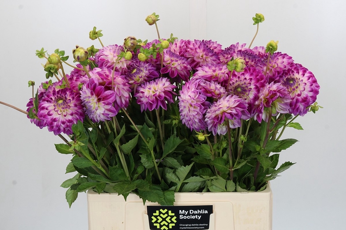 <h4>Dahlia Cera Corsage</h4>