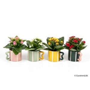 KALANCHOE BLOSSFELDIANA  p6