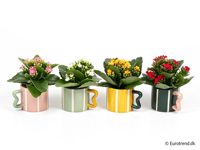 <h4>KALANCHOE BLOSSFELDIANA  p6</h4>