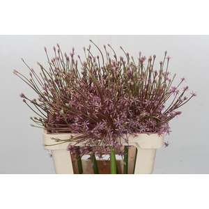 Allium Schubertii