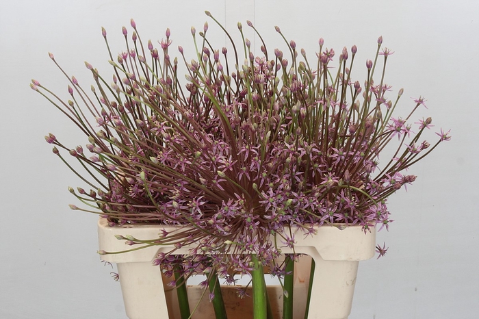 <h4>Allium Schubertii</h4>