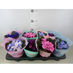 Saintpaulia   ...mix