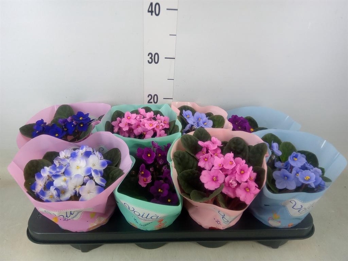 <h4>Saintpaulia   ...mix</h4>