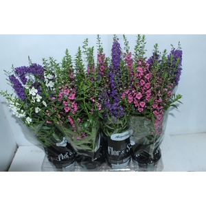 ANGELONIA P14 VARIADO