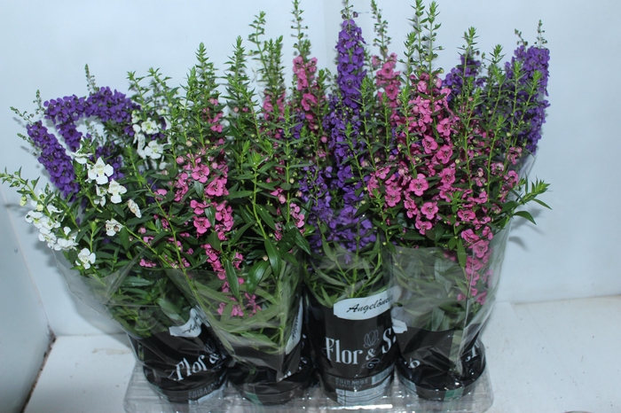 <h4>ANGELONIA P14 VARIADO</h4>