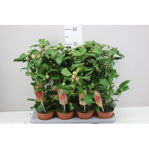 Camellia Jap. Dr King