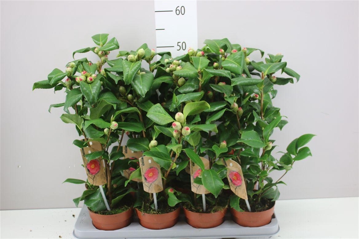 <h4>Camellia Jap. Dr King</h4>