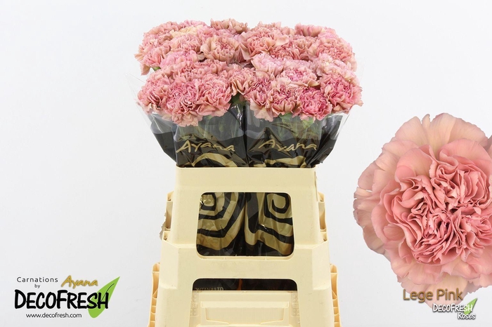 <h4>DI ST LEGE PINK</h4>