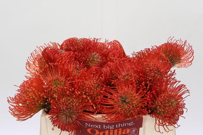 <h4>Nutans Succession</h4>