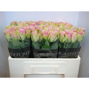R Gr Belle Rose