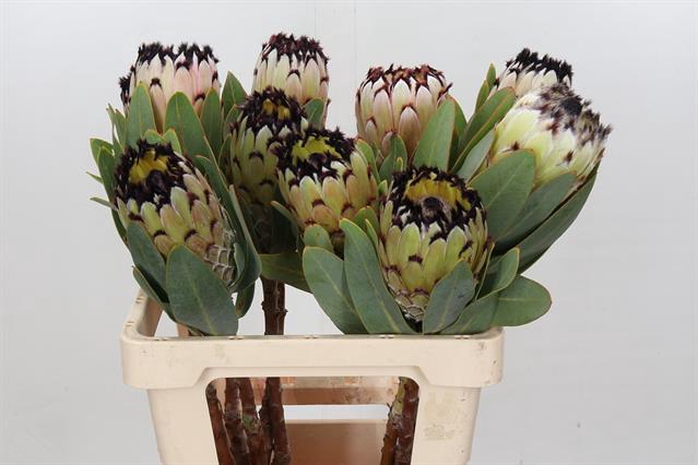 <h4>PROTEA M SNOW QUEEN</h4>