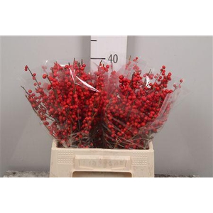 Ilex Ve Rode Bes (x40)