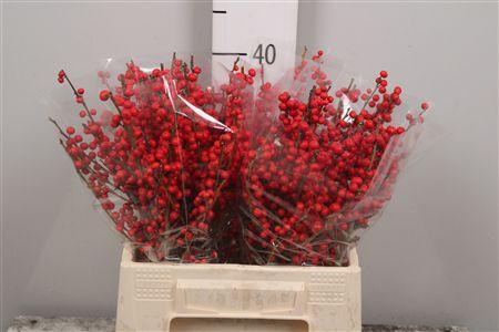 <h4>Ilex Ve Rode Bes (x40)</h4>