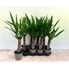 Yucca 30 Cm Meerkop