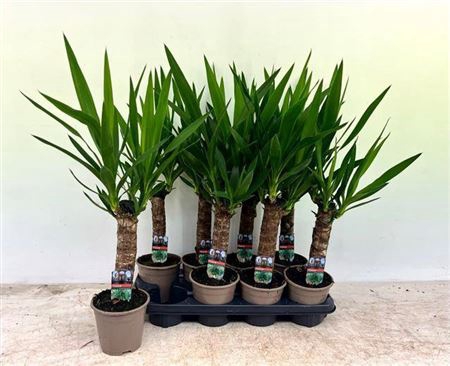 Yucca 30 Cm Meerkop