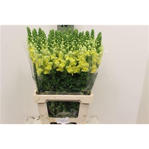 ANTIR POTOMAC YELLOW