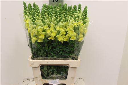 <h4>ANTIR POTOMAC YELLOW</h4>