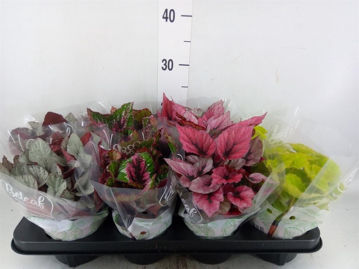 <h4>Begonia BD rex 'Beleaf'  ...mix</h4>