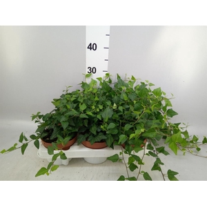 Hedera helix 'Lady Kay'