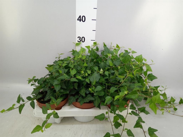 <h4>Hedera helix 'Lady Kay'</h4>