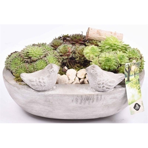 Arr. Sempervivum L%