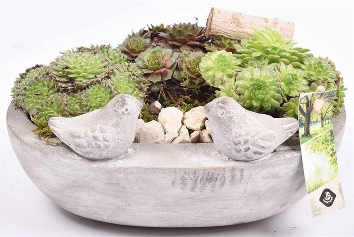 <h4>Arr. Sempervivum L%</h4>