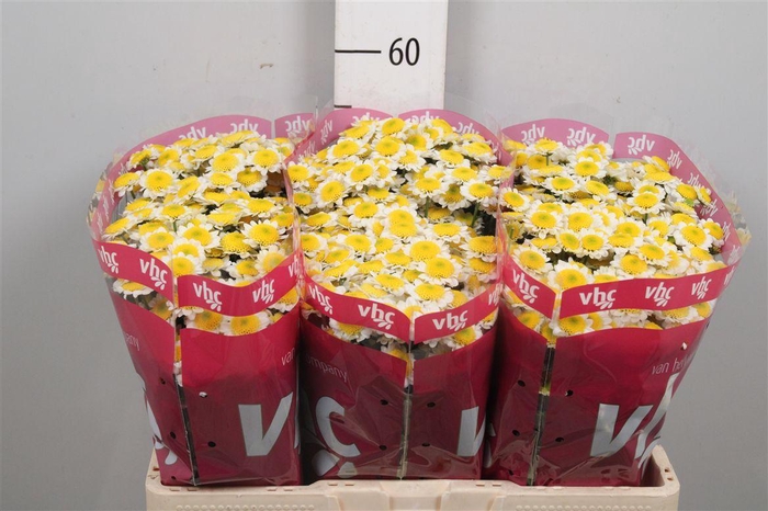 <h4>Chr S Sun Up</h4>