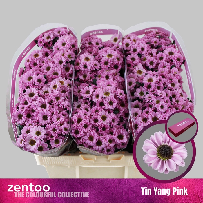 <h4>CHR S YIN YANG PINK</h4>