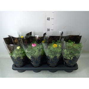 Ranunculus   ...mix