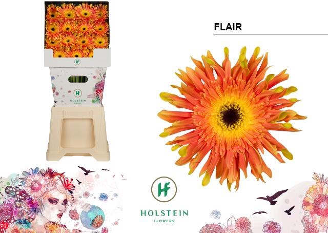 <h4>Gerbera Pasta Flair Diamond</h4>
