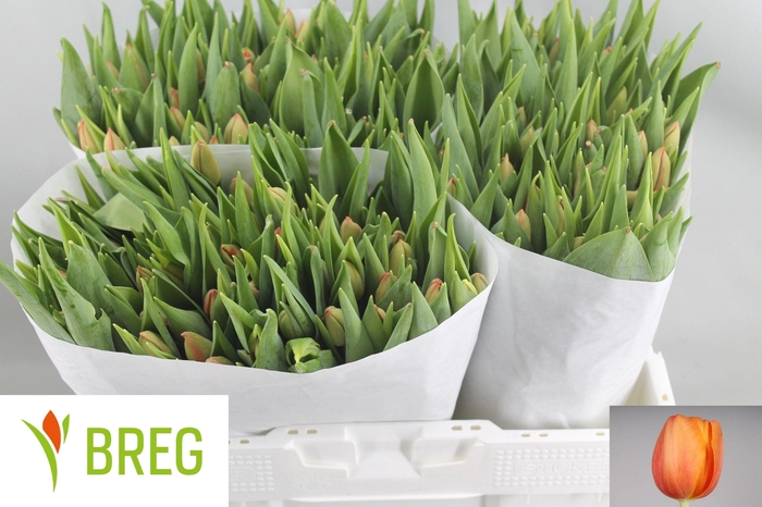 <h4>TU EN DELTA STORM</h4>