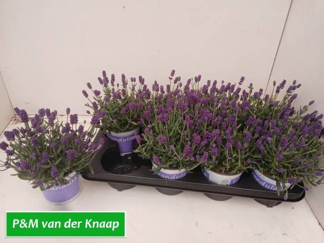 <h4>LAVANDULA HIDCOTE P12</h4>