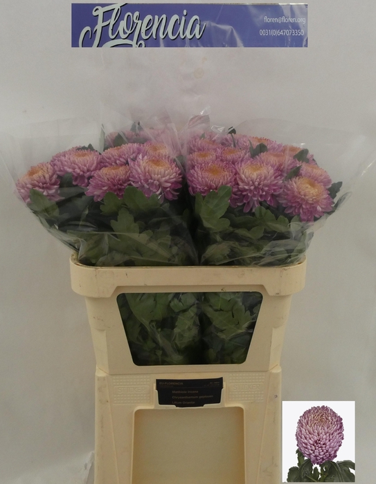 <h4>CHR G BIGOUDI PINK</h4>