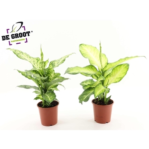 Dieffenbachia Mix (Mars en Bravo)