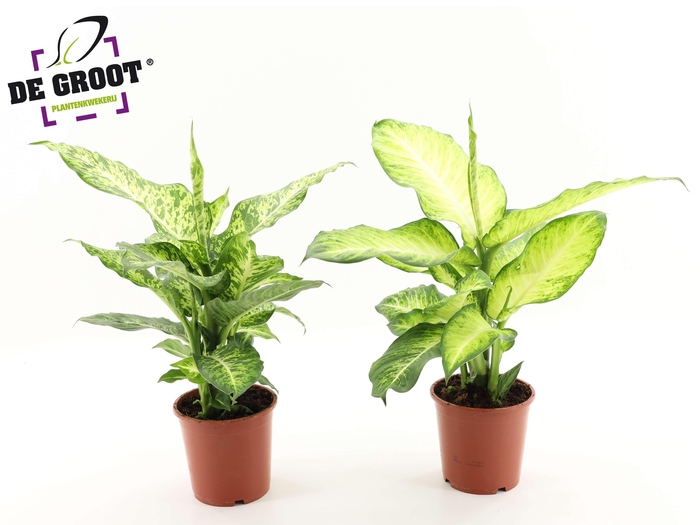 <h4>Dieffenbachia Mix (Mars en Bravo)</h4>