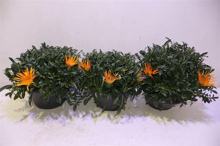 <h4>arr8 Gaz Ov Orange</h4>