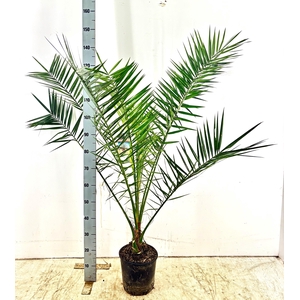 PHOENIX CANARIENSIS