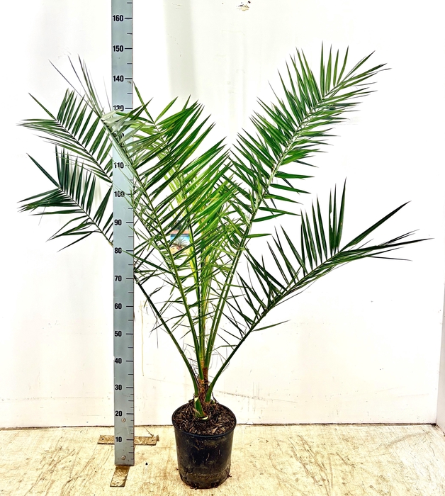 <h4>PHOENIX CANARIENSIS</h4>