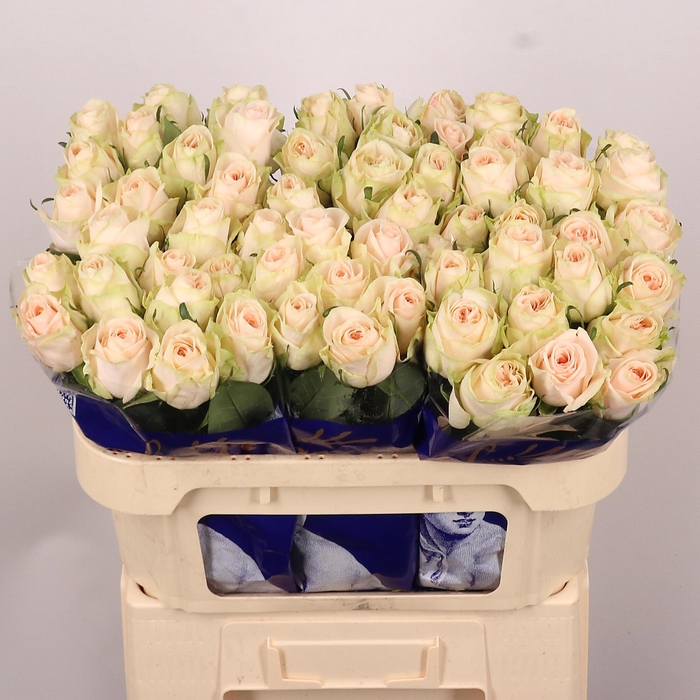 <h4>R GR WEDDING ROSE</h4>