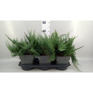 Juniperus conferta 'Blue Pacific'