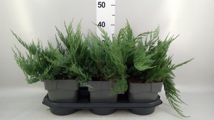 <h4>Juniperus conferta 'Blue Pacific'</h4>