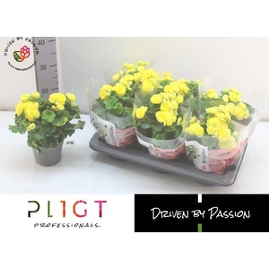 !! PROMO !! BEGONIA NADINE P14