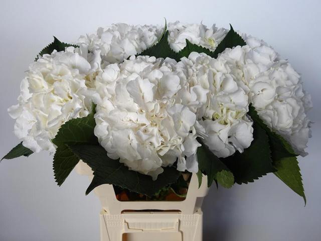 <h4>HYDR M CH WHI VERENA</h4>